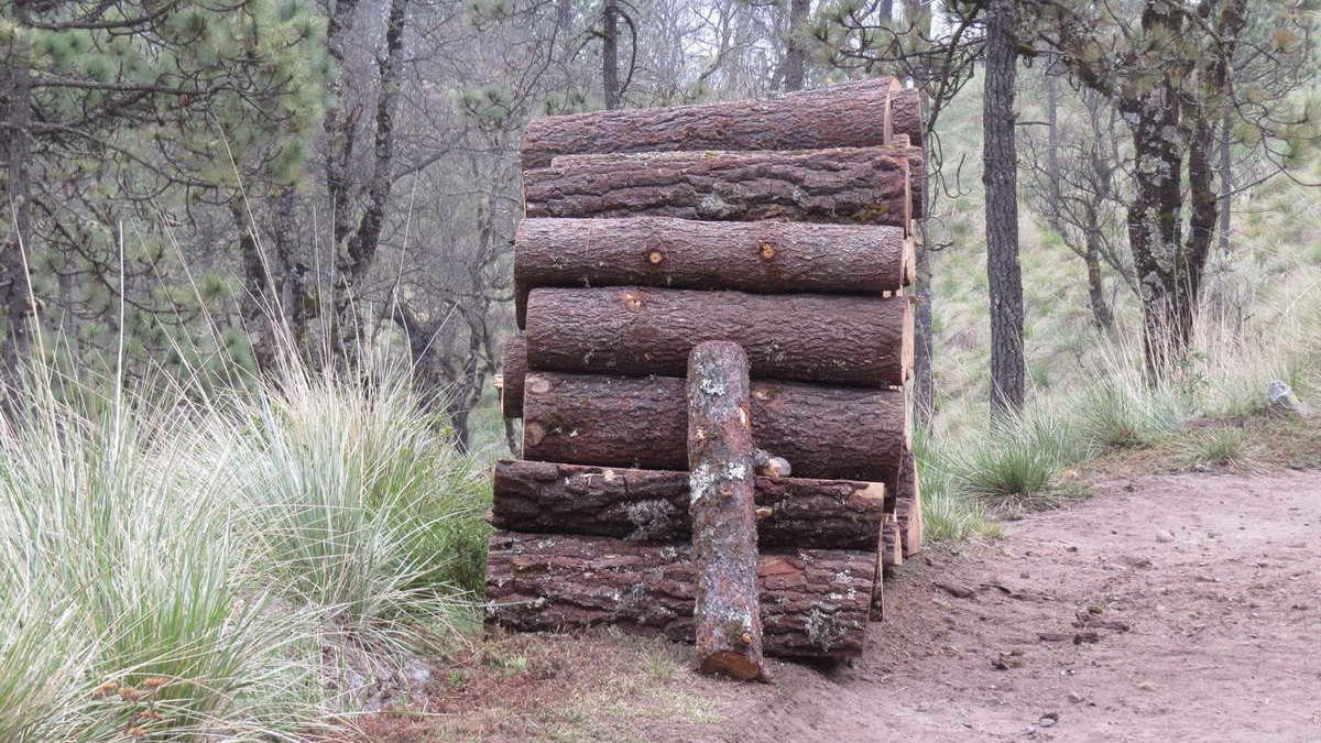 Tala y nula reforestación, brutal condena al Pico de Orizaba