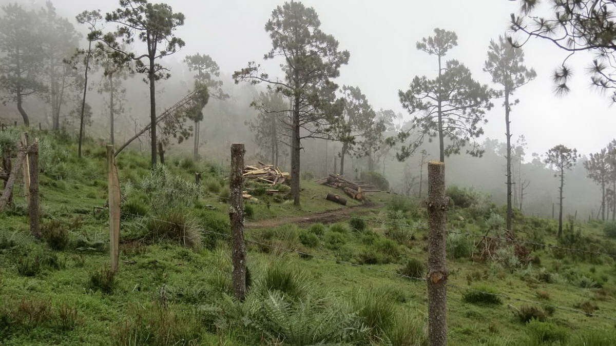 Tala y nula reforestación, brutal condena al Pico de Orizaba