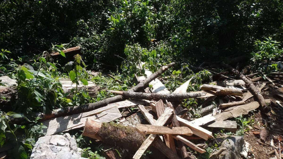 Tala y nula reforestación, brutal condena al Pico de Orizaba