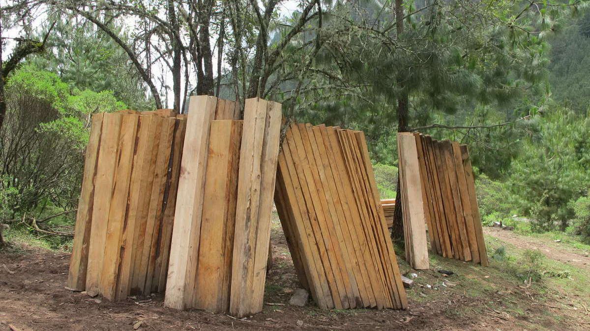 Tala y nula reforestación, brutal condena al Pico de Orizaba