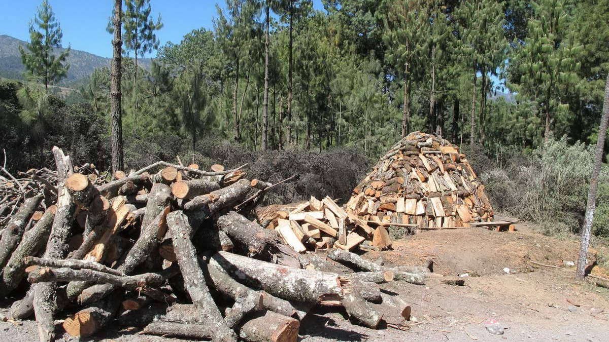 Tala y nula reforestación, brutal condena al Pico de Orizaba