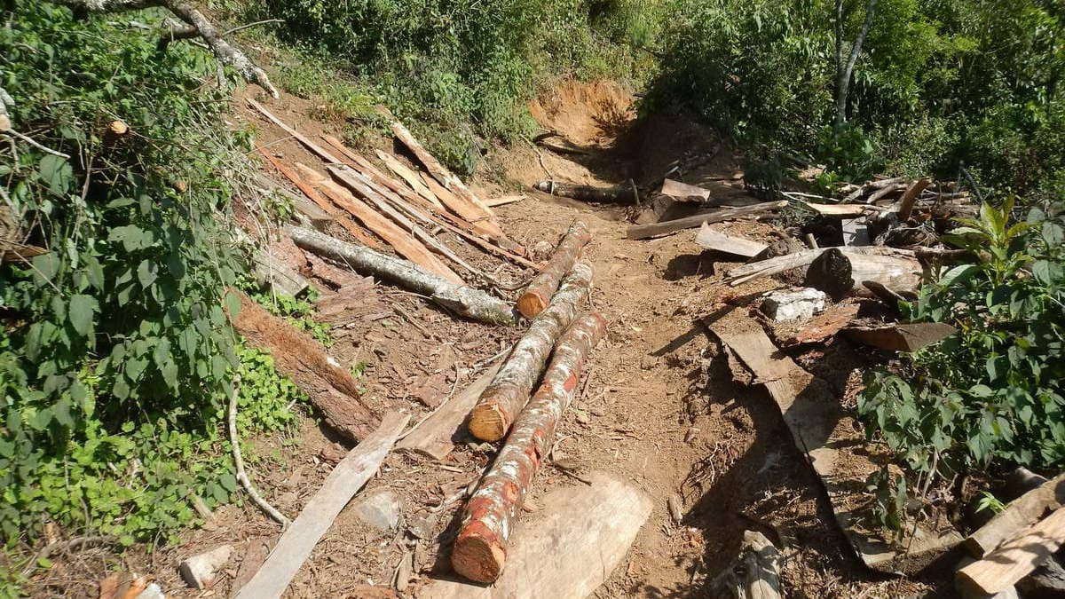 Tala y nula reforestación, brutal condena al Pico de Orizaba