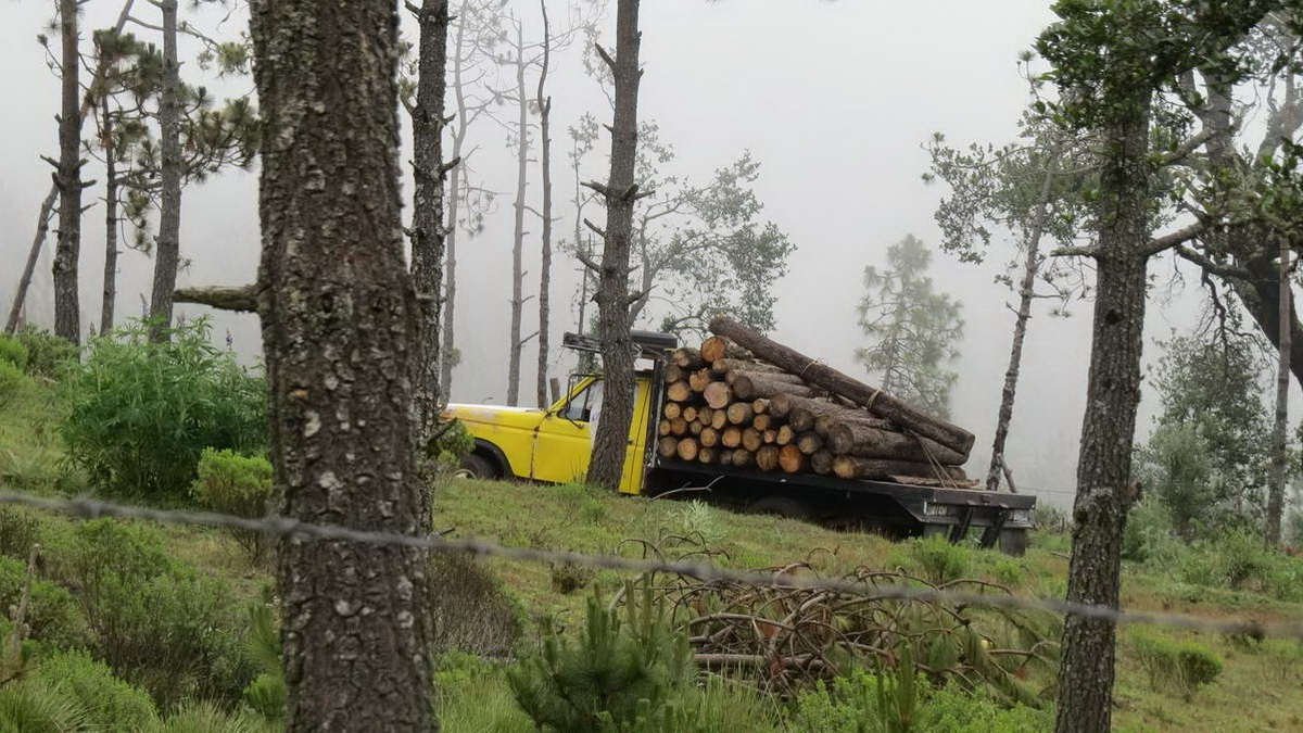Tala y nula reforestación, brutal condena al Pico de Orizaba