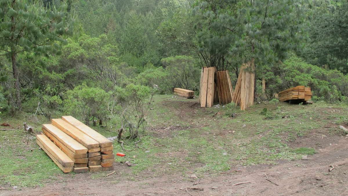 Tala y nula reforestación, brutal condena al Pico de Orizaba