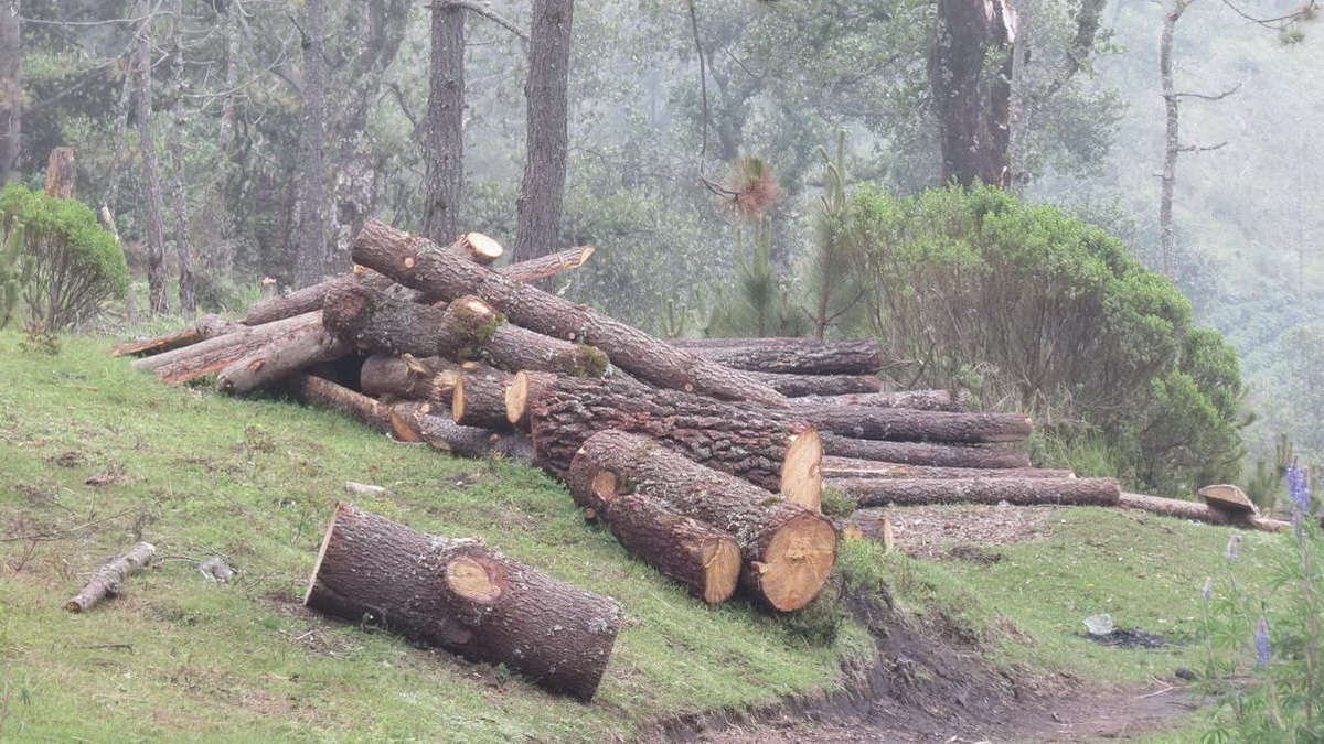 Tala y nula reforestación, brutal condena al Pico de Orizaba
