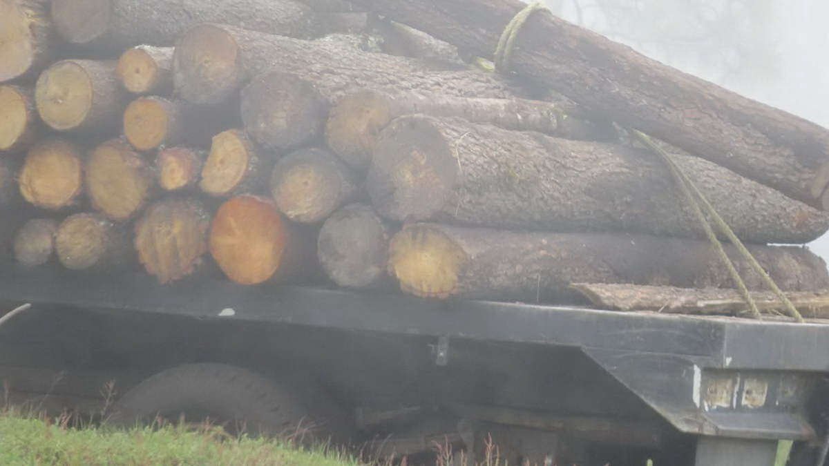 Tala y nula reforestación, brutal condena al Pico de Orizaba