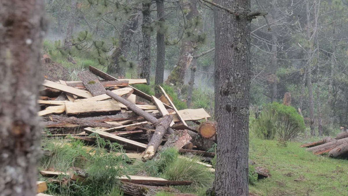 Tala y nula reforestación, brutal condena al Pico de Orizaba