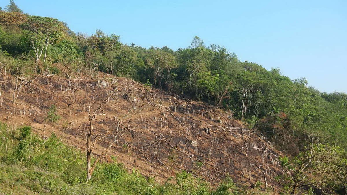 Tala y nula reforestación, brutal condena al Pico de Orizaba