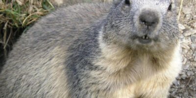 Efemeride Fin De La Hibernacion De Animales En Calendario Chino 4