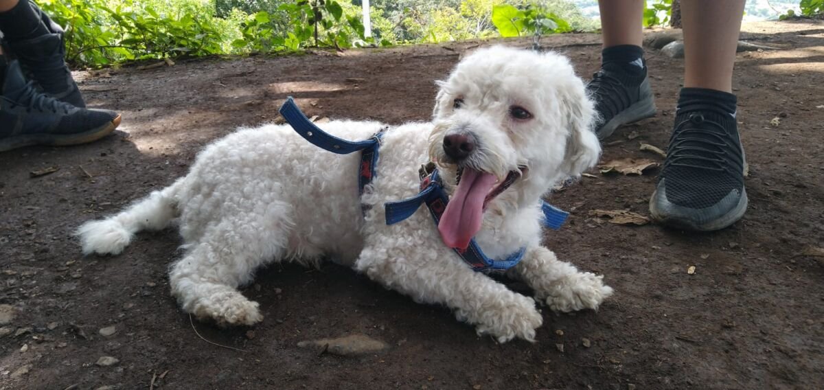 Mascotas también sufren las olas de calor