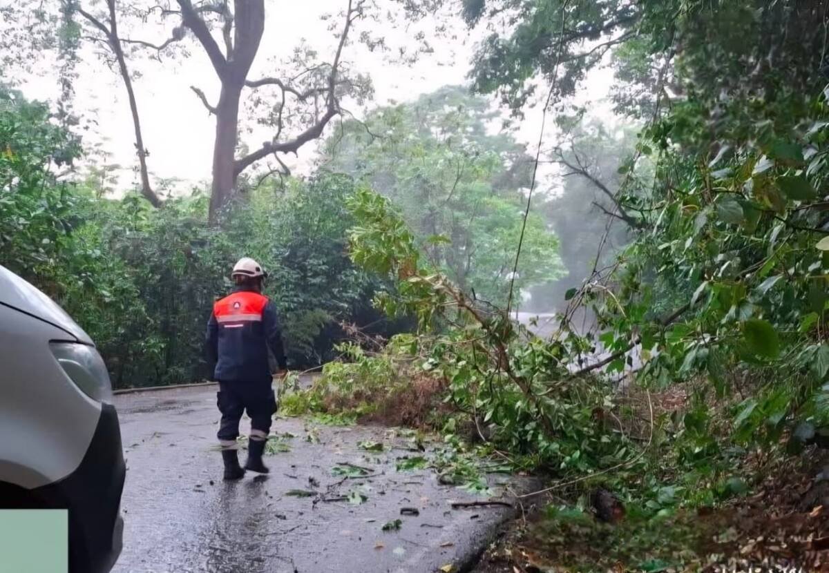 Lluvias por frente frío 50 dejan caída de árboles y encharcamientos en Ixtaczoquitlán