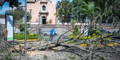 Áreas Verdes da mantenimiento y retiro de árboles secos en parques de Córdoba