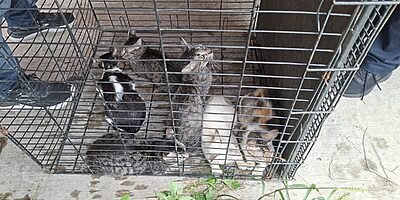 Rescata Ayuntamiento de Veracruz seis gatos en Lomas de Río Medio 4 y brinda apoyo a su cuidadora