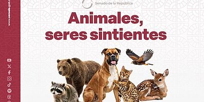 Aprueba el Senado la Ley General en Materia de Bienestar, Cuidado y Protección de los Animales