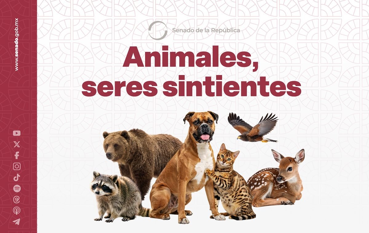 Aprueba el Senado la Ley General en Materia de Bienestar, Cuidado y Protección de los Animales
