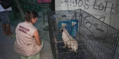 Rescata Ayuntamiento de Veracruz a dos caninos abandonados en una casa de la colonia Centro