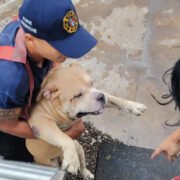 Rescatan Bomberos Municipales de Veracruz a 7 perros en incendio