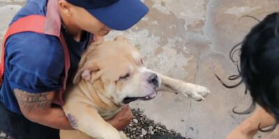 Rescatan Bomberos Municipales de Veracruz a 7 perros en incendio