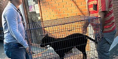 Atiende Ayuntamiento de Veracruz a canino lesionado tras ataque de otro perro