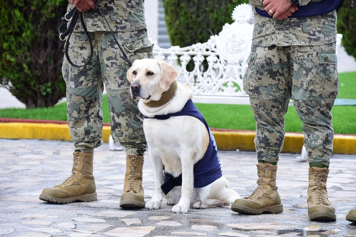 Binomios caninos de la Armada de México, aliados en 60 años de ayuda humanitaria