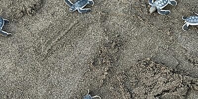 La playa donde Veracruz se juega el futuro de sus tortugas