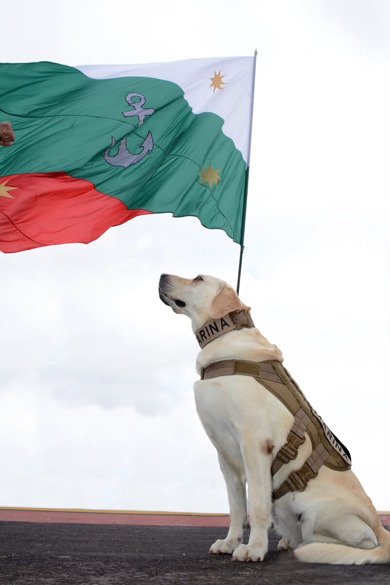 Binomios caninos de la Armada de México, aliados en 60 años de ayuda humanitaria