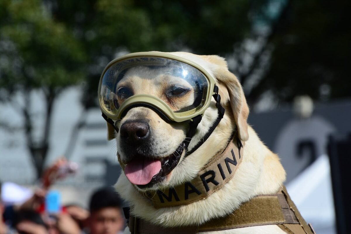 Binomios caninos de la Armada de México, aliados en 60 años de ayuda humanitaria