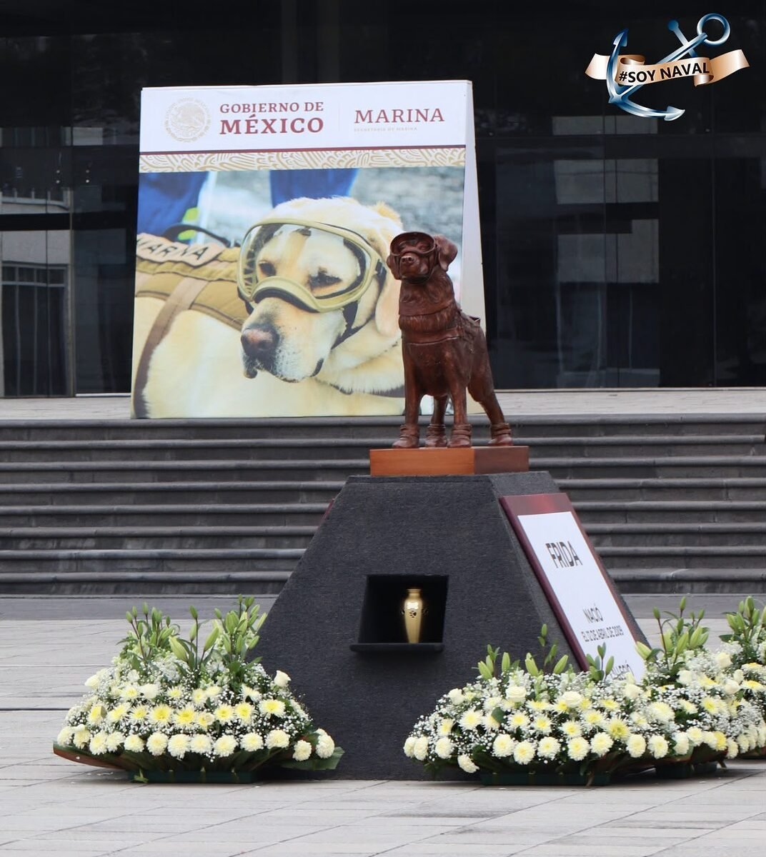 Binomios caninos de la Armada de México, aliados en 60 años de ayuda humanitaria