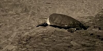 Tortugas