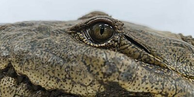 Capturan a un cocodrilo en el Paseo del Río San Antonio de Córdoba