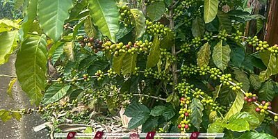 Ayuntamiento emite recomendaciones para prevenir y atender la antracnosis en cafetales