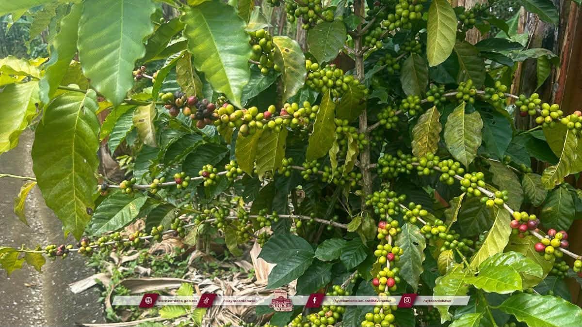 Ayuntamiento emite recomendaciones para prevenir y atender la antracnosis en cafetales
