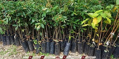 Fomento Agropecuario recibe más de mil árboles donados por Pronatura