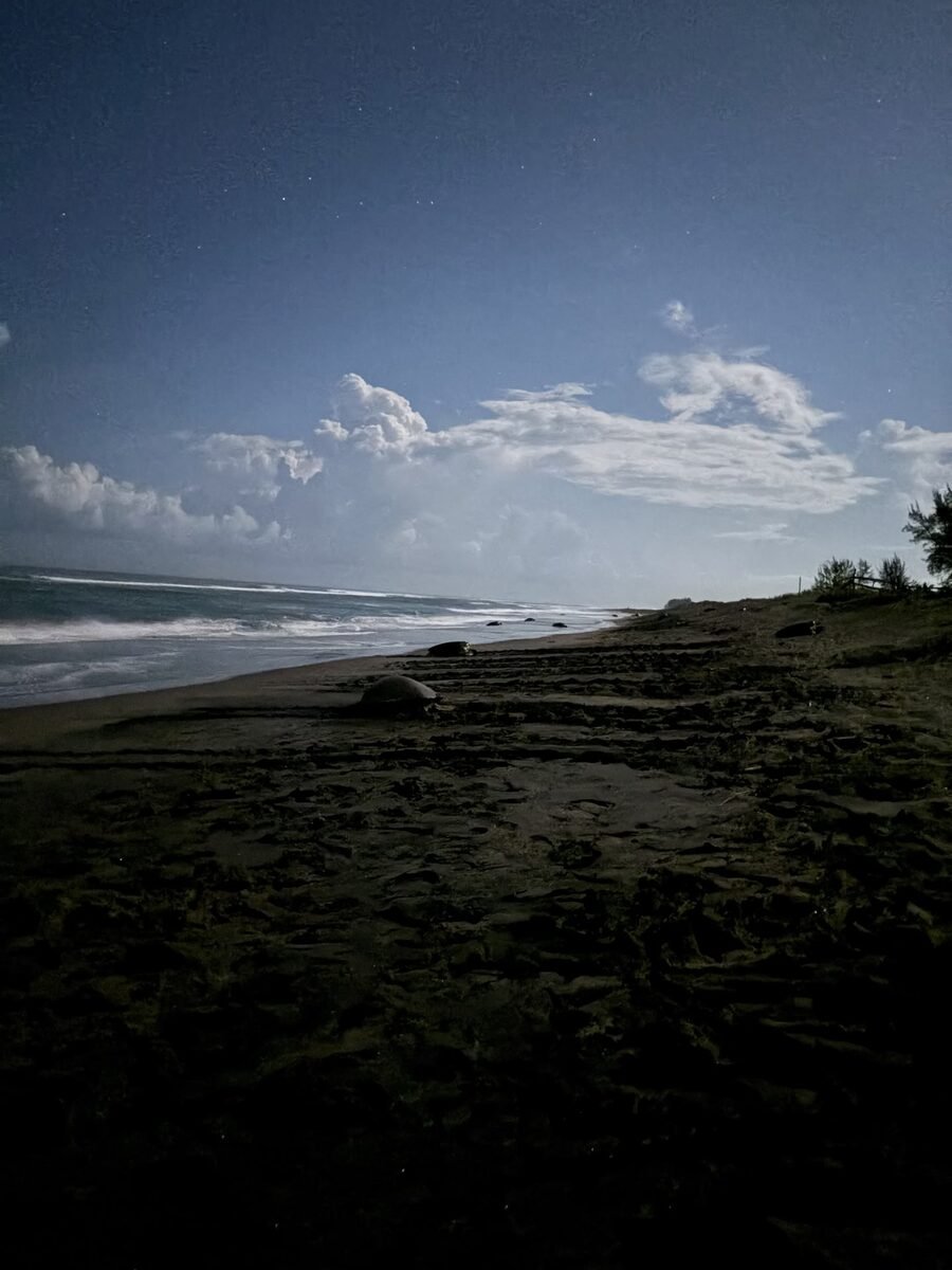El Laurel, el santuario tortuguero de Veracruz