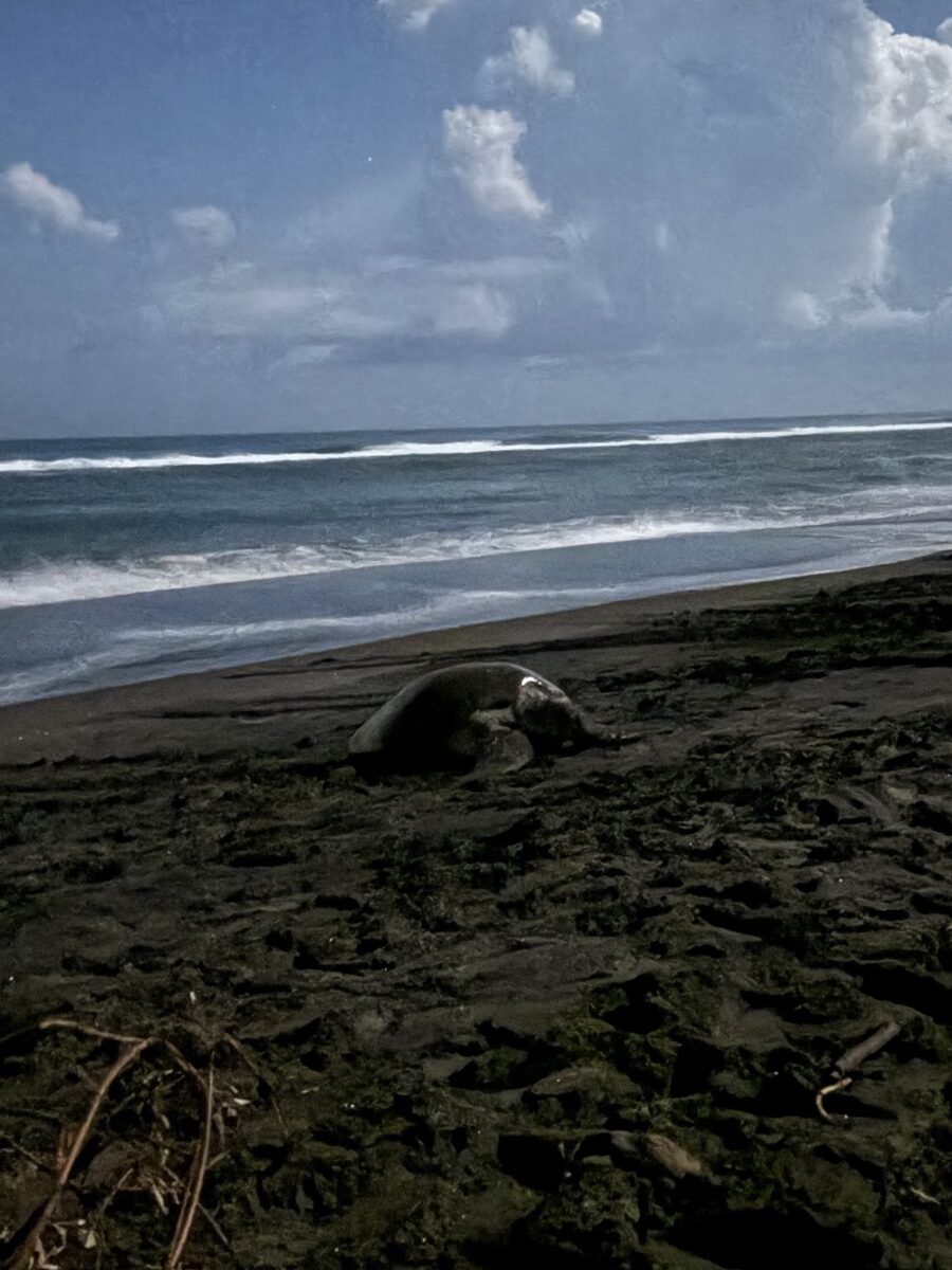 El Laurel, el santuario tortuguero de Veracruz