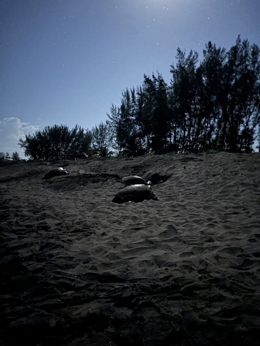 El Laurel, el santuario tortuguero de Veracruz